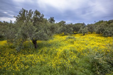 ekolojik zeytin grove Yunanistan