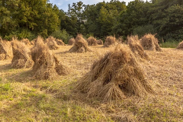 Traditional Haystack of buckwheat — Stock Photo, Image