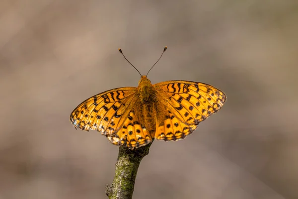 Dunkelgrüner Schmetterling (argynnis aglaja) — Stockfoto