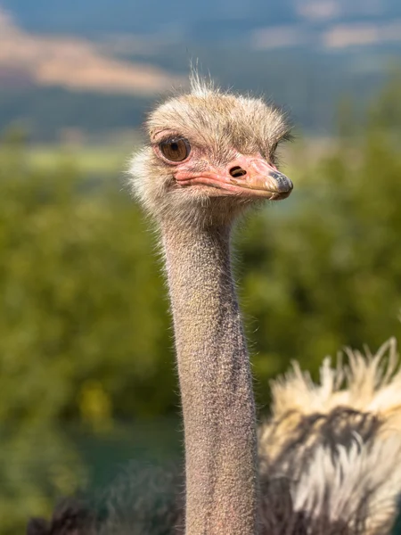 Африканский страус в естественном окружении — стоковое фото