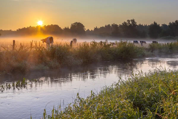Řeka Dinkel a krávy — Stock fotografie