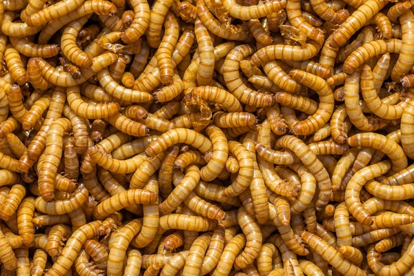 Larvae Background — Stock Photo, Image