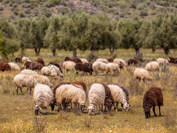 ギリシャにおける有機農業 — ストック写真