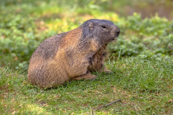 Murmeltier im Feld — Stockfoto