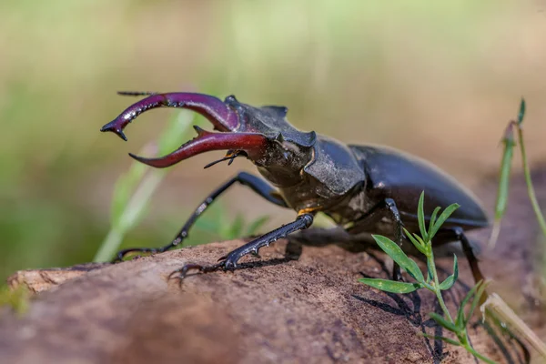 Hirschkäfer draußen auf einem Baumstamm — Stockfoto