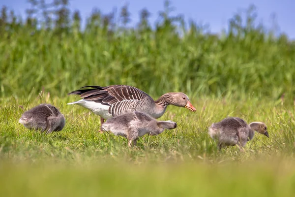 Familjen grågås livnär sig på gräs — Stockfoto