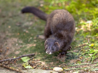 Avrupa vizon (mustela lutreola) kameraya bakıyor