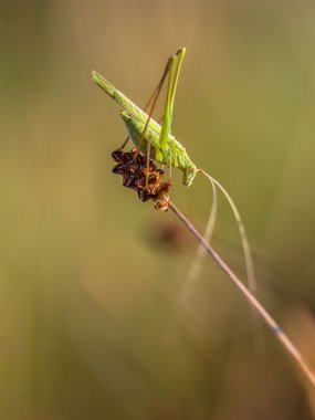 Orak-Bush kriket (Phaneroptera falcata) kuru bir ciğeri rulman