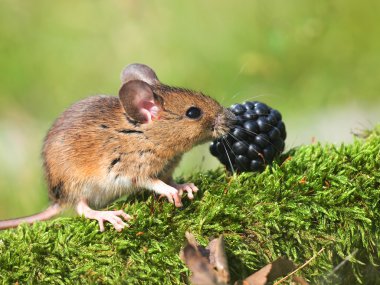tarla faresi (apodemus sylvaticus)