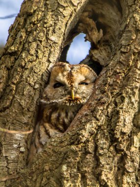 Bir ağaçta kahverengi baykuş