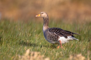 Greylag goose Anser anser walking through grass clipart