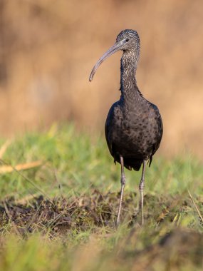Parlak Ibis (Plegadis falcinellus) kamera arıyorum