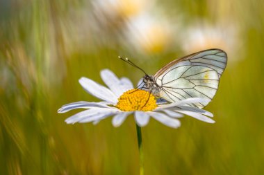 Siyah beyaz damarlı