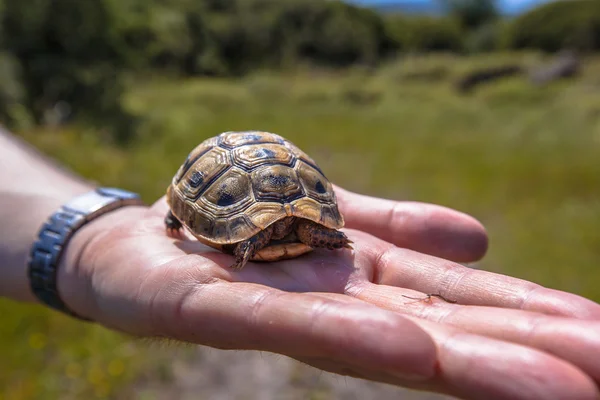 Juvenile Spur-thighed tortoise on hand