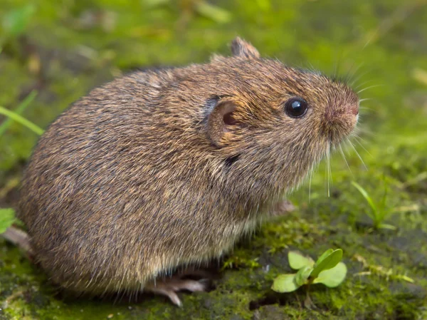 Vield-pocok (Microtus agrestis) — Stock Fotó