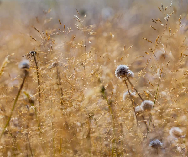 Bruin grasland met blauwe bloemen — Stockfoto