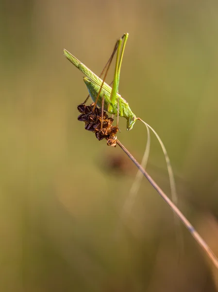 Sarló-hordozó Bush krikett (Phaneroptera Radiata) a száraz Gras — Stock Fotó