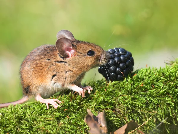 Rato de campo (apodemus sylvaticus ) — Fotografia de Stock