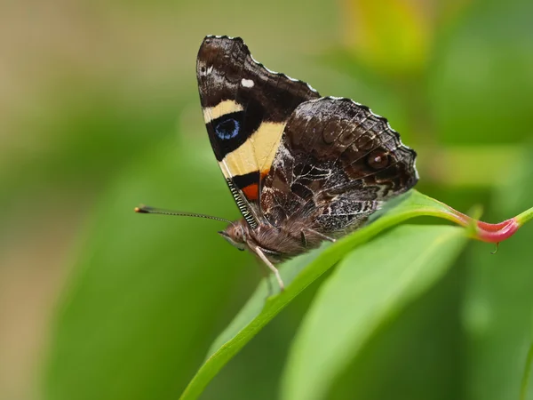 Butterfly gul amiral, Vanessa itea, manlig, Australiensisk butterf — Stockfoto
