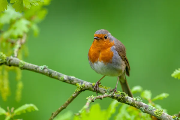 Robin perched on a flowering oak branch — Stock Photo, Image