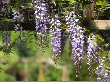 Çardak wisteria ile