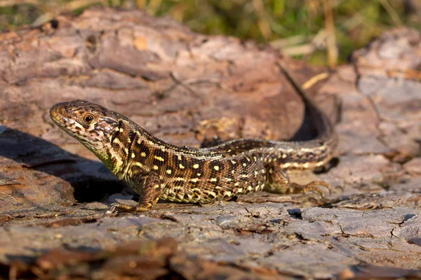 Sand lizard side view — Stock Photo, Image