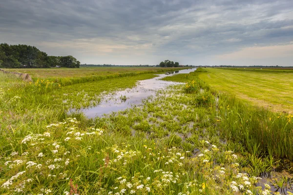 Kanalen med vatten soldat vegetation — Stockfoto