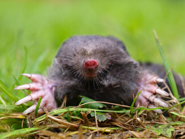 Mole Head closeup