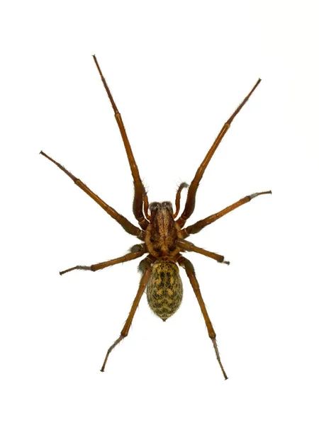 Aranha de casa assustadora isolada em branco — Fotografia de Stock