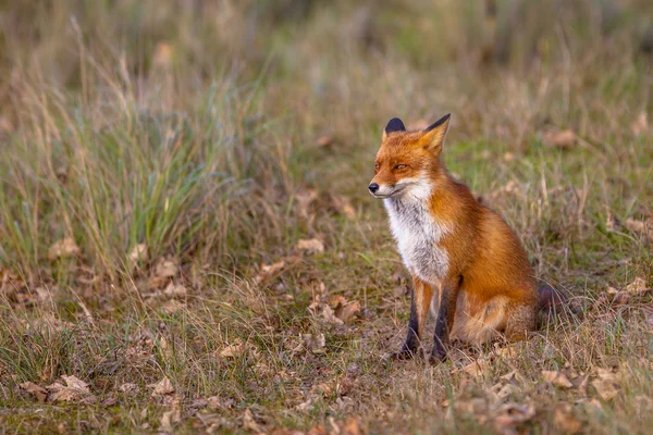Красная лиса в естественной инвазии — стоковое фото