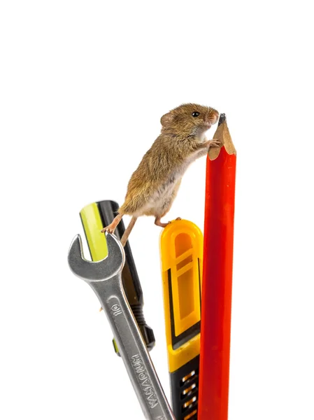 マウスのツール — ストック写真
