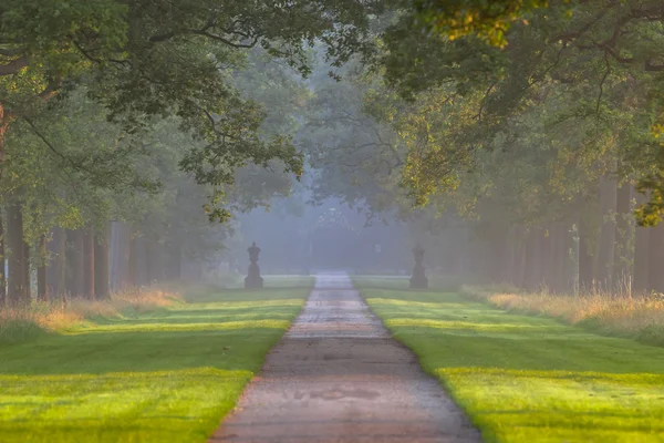 Långa tree lane — Stockfoto