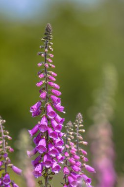 ortak yüksükotu orman kenarı