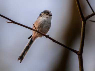 Bir dal üzerinde tünemiş uzun kuyruklu baştankara