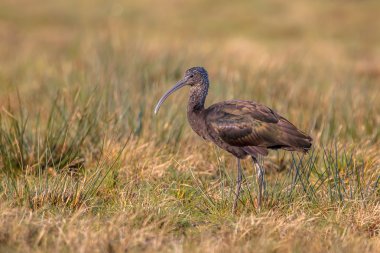 Bir kahverengi çim alanda parlak Ibis (Plegadis falcinellus)