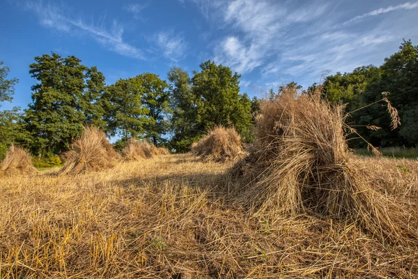 Haystack of buckwheat — Stock Photo, Image