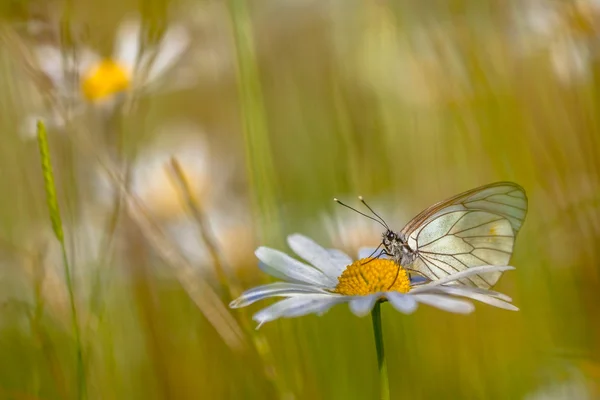 Black veined White in grass field — Stock Photo, Image