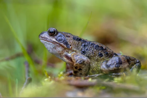 Obyčejná žába — Stock fotografie