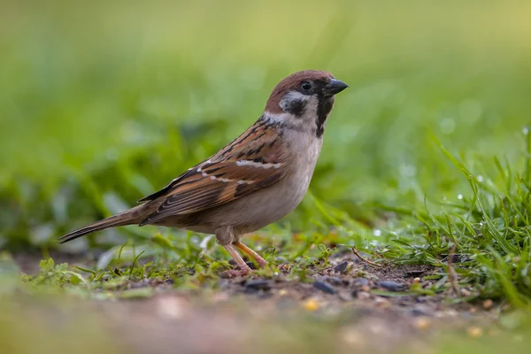 Alerted Tree sparrow — Stock Photo, Image