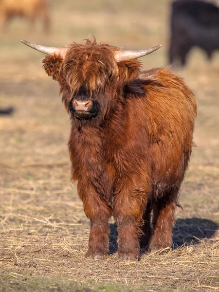 全分辨率的苏格兰高地牛小牛肖像 — 图库照片