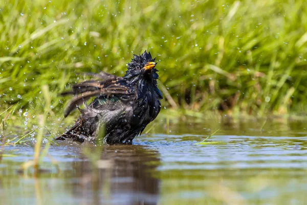 European Starling washing — Stock Photo, Image