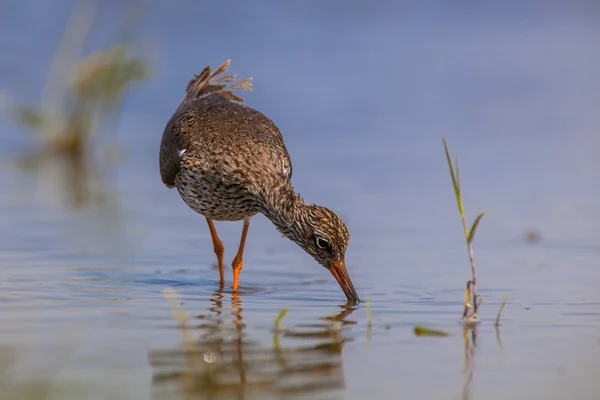 Ortak redshank — Stok fotoğraf