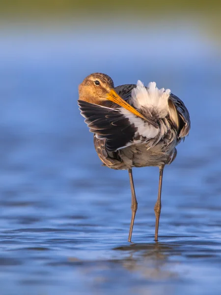 Negro cola Godwit limpieza cola — Foto de Stock