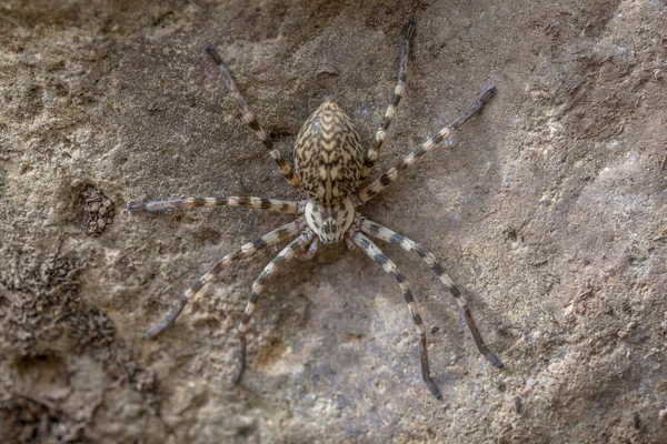 사냥꾼 거미 — 스톡 사진