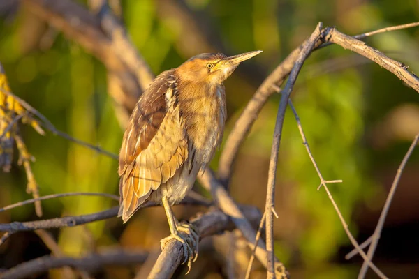 Little bittern perched on a branch — Stock Photo, Image