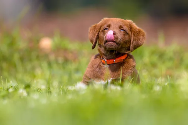 Маленькая собачка лижет его нос — стоковое фото
