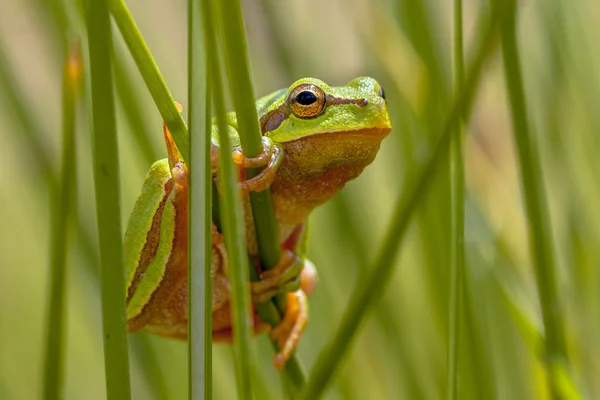 European tree frog peeking from behind rush — Stock Photo, Image