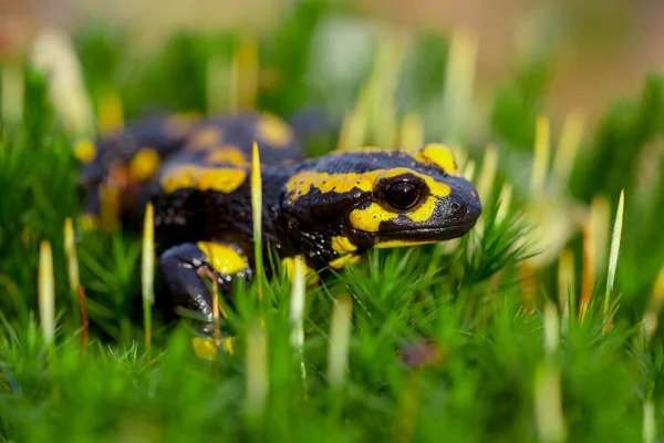 Aerial view of Fire salamander on moss — Stock Photo, Image