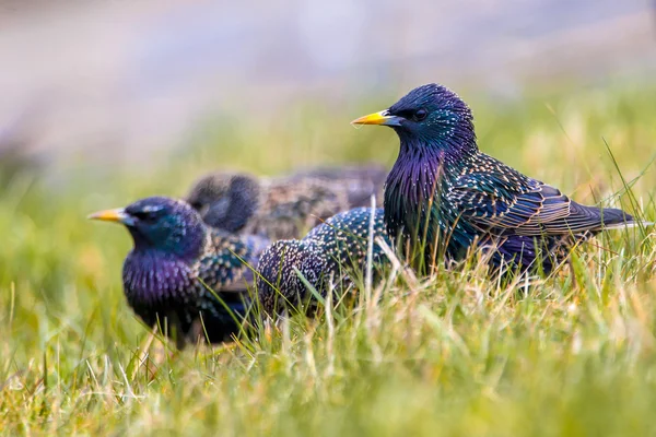 Grupp med gemensamma starling i en gräsplan — Stockfoto