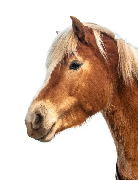Голова милой и гордой коричневой лошади, изолированной на белом — стоковое фото
